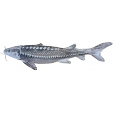 Stuffed 14" White Sturgeon
