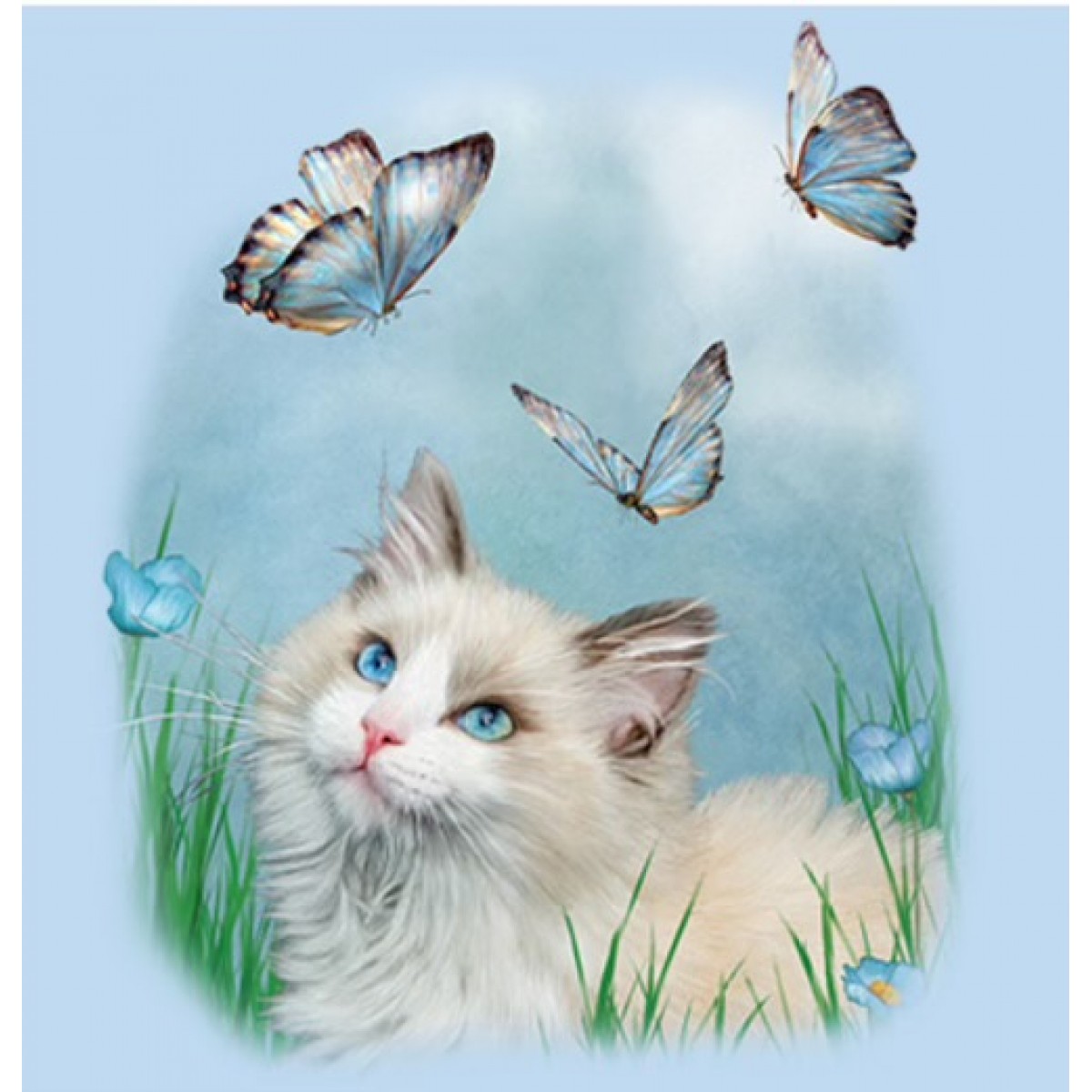 BP22261HL2 Ragdoll Cat